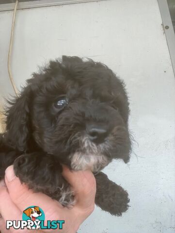 cavoodle male pup dna clear registered breeder