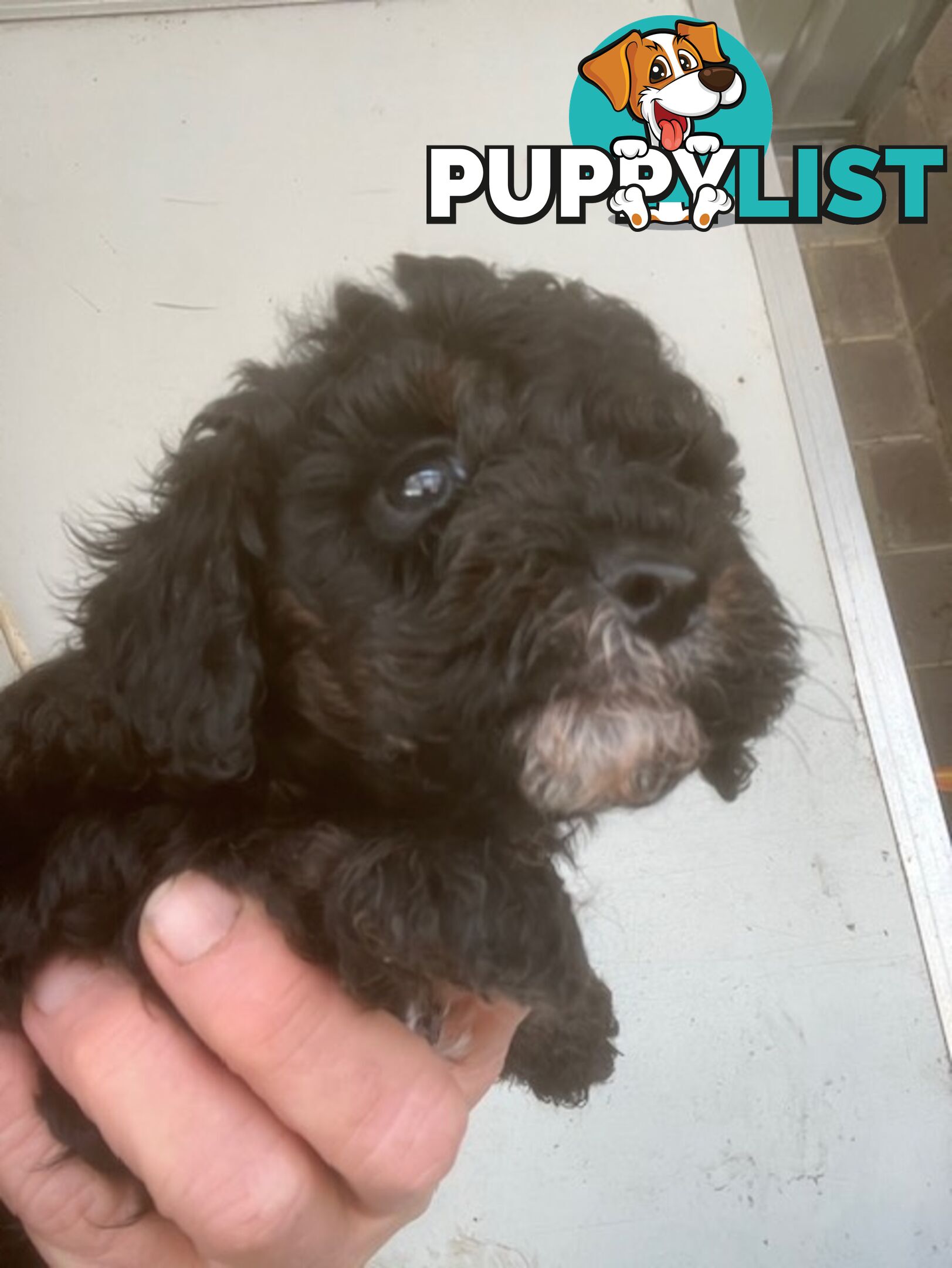 cavoodle male pup dna clear registered breeder