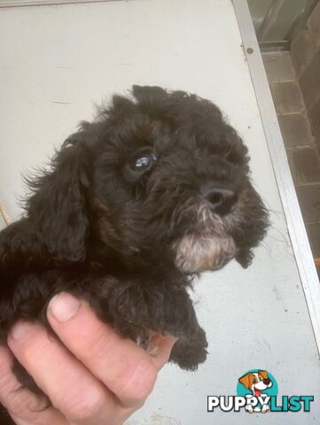 cavoodle male pup dna clear registered breeder