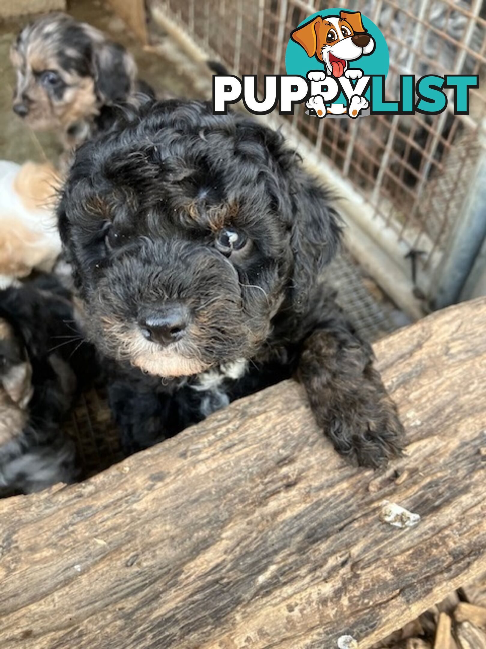 cavoodle male pup dna clear registered breeder