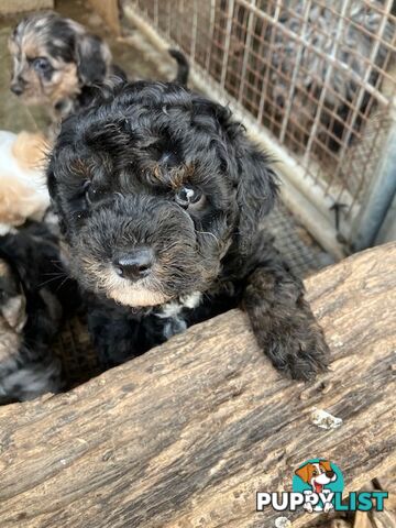 cavoodle male pup dna clear registered breeder