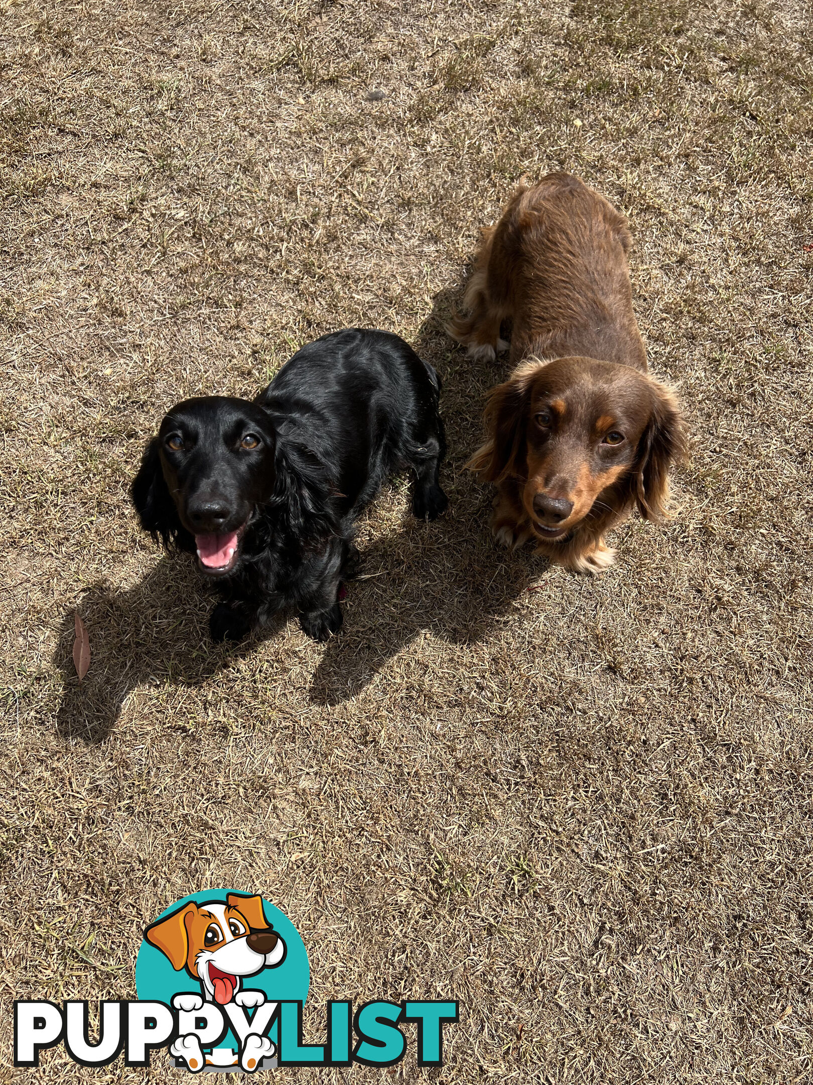 Beautiful Miniature Dachshund puppies for sale