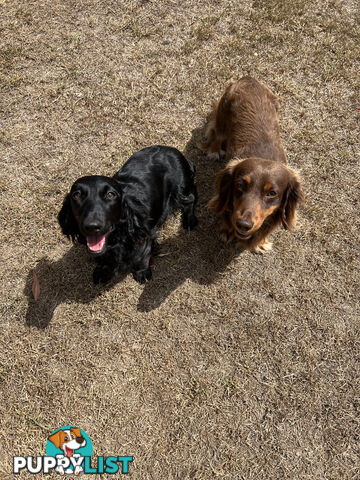 Beautiful Miniature Dachshund puppies for sale