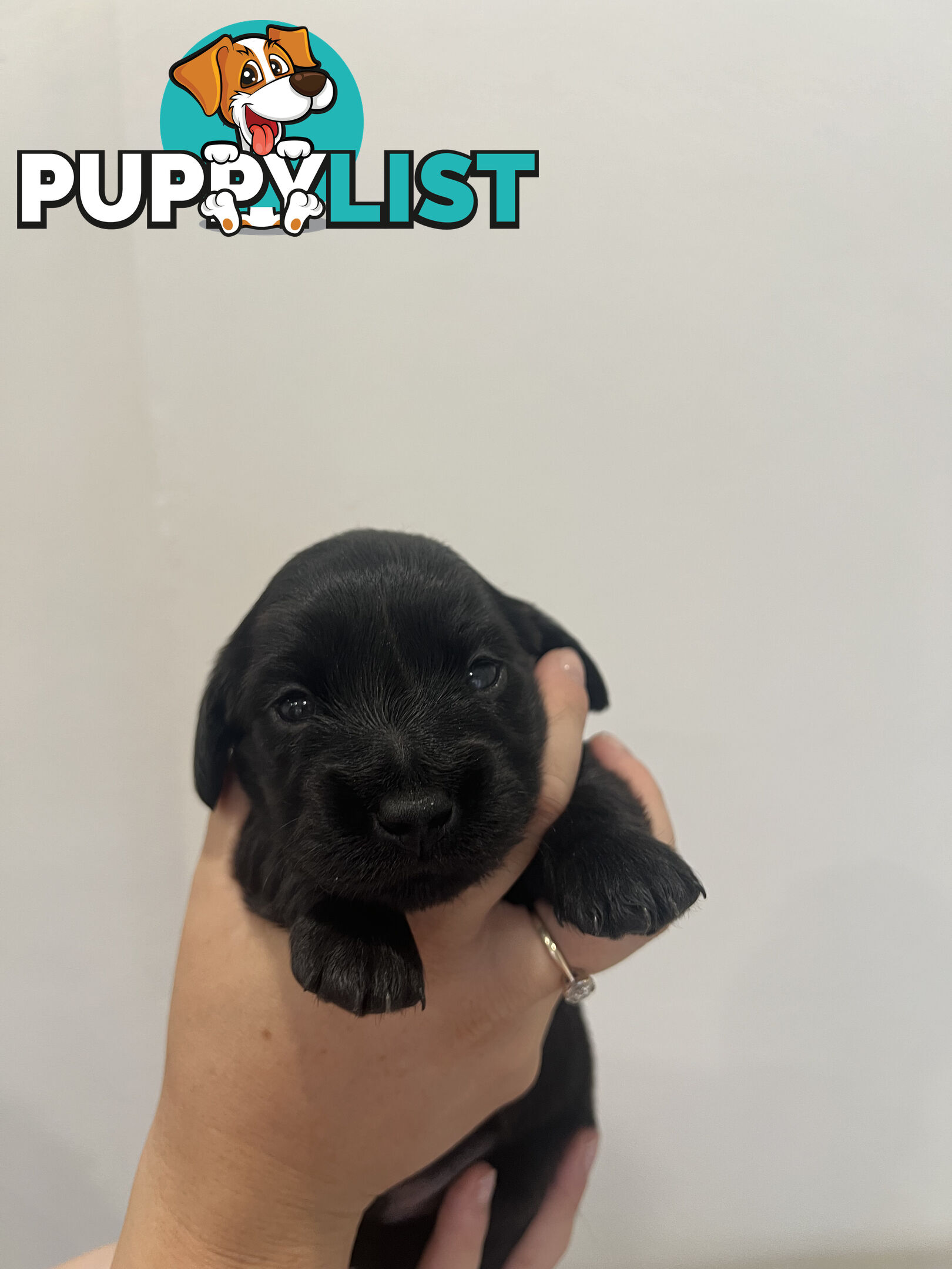 Beautiful Miniature Dachshund puppies for sale