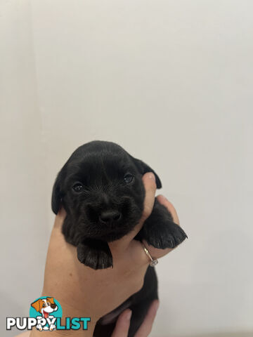 Beautiful Miniature Dachshund puppies for sale