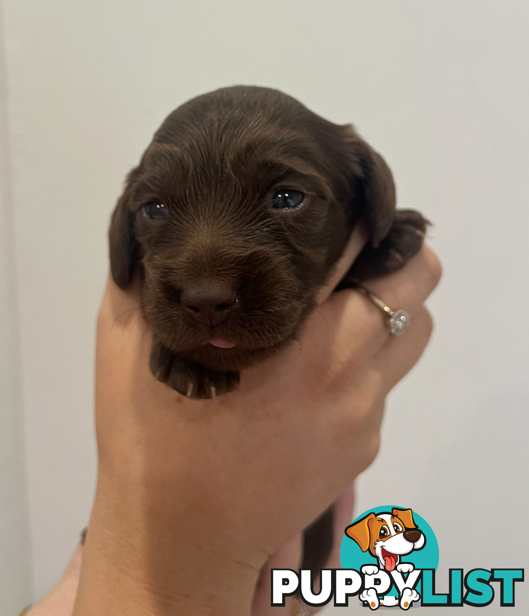 Beautiful Miniature Dachshund puppies for sale