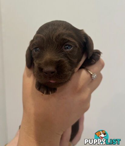 Beautiful Miniature Dachshund puppies for sale