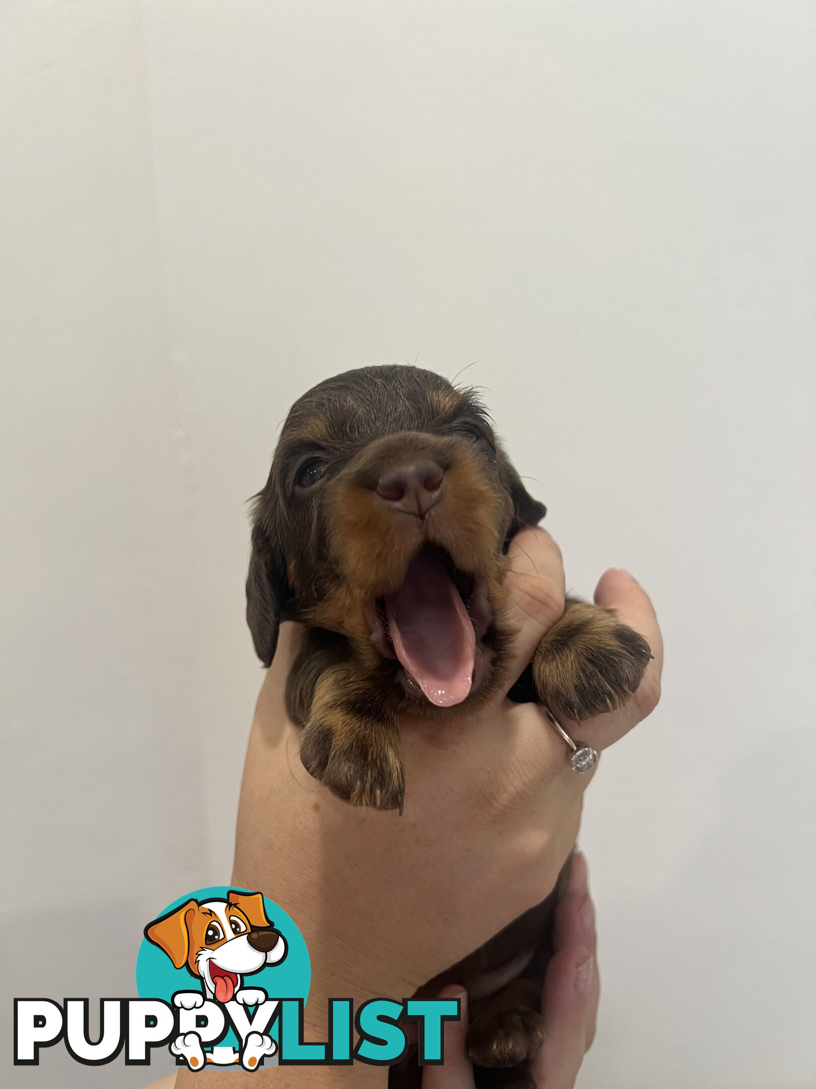 Beautiful Miniature Dachshund puppies for sale