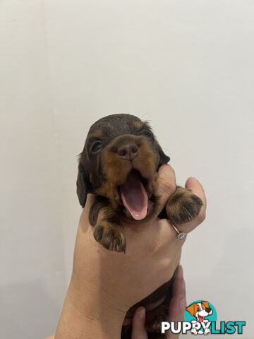 Beautiful Miniature Dachshund puppies for sale