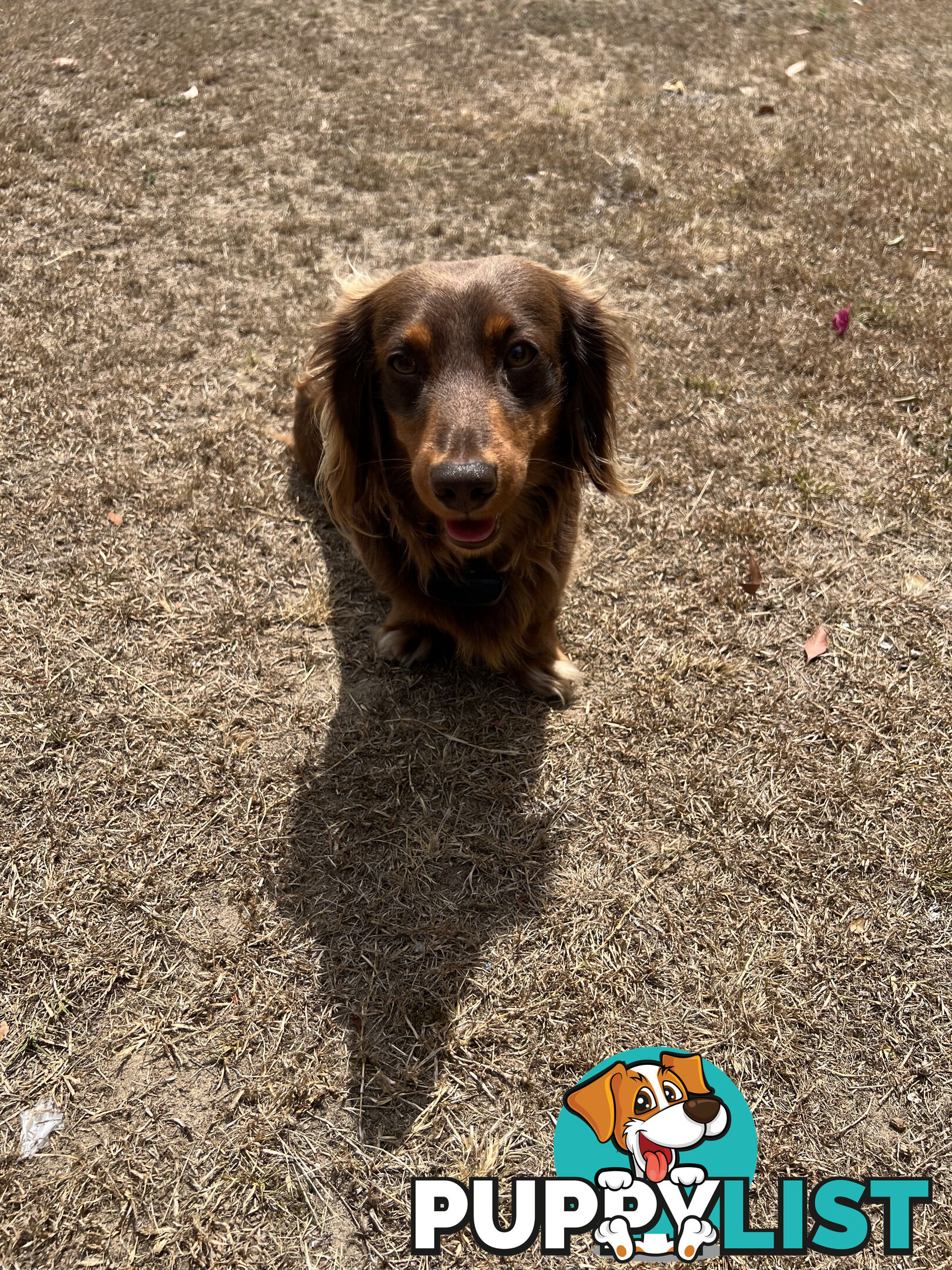 Beautiful Miniature Dachshund puppies for sale