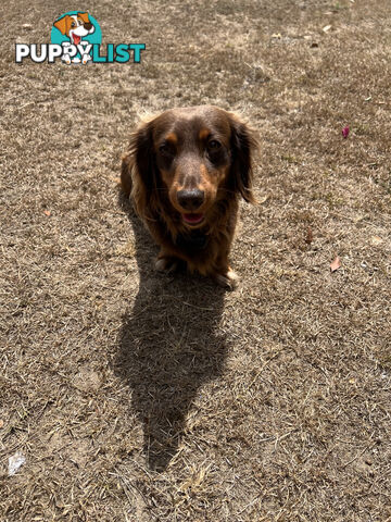 Beautiful Miniature Dachshund puppies for sale