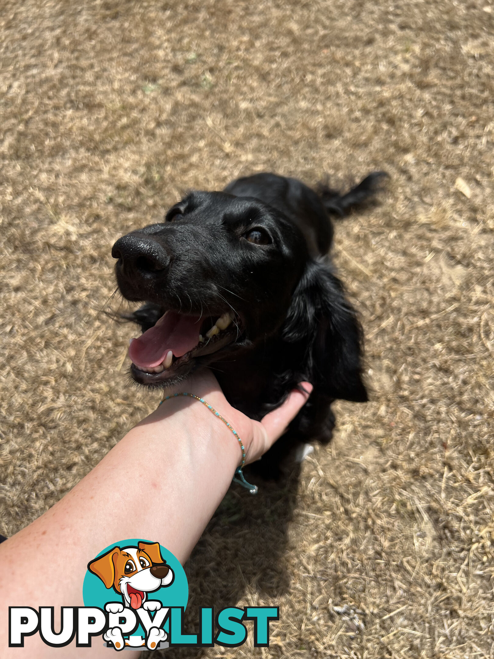 Beautiful Miniature Dachshund puppies for sale