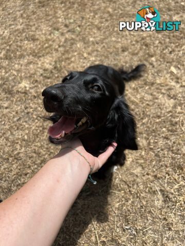 Beautiful Miniature Dachshund puppies for sale