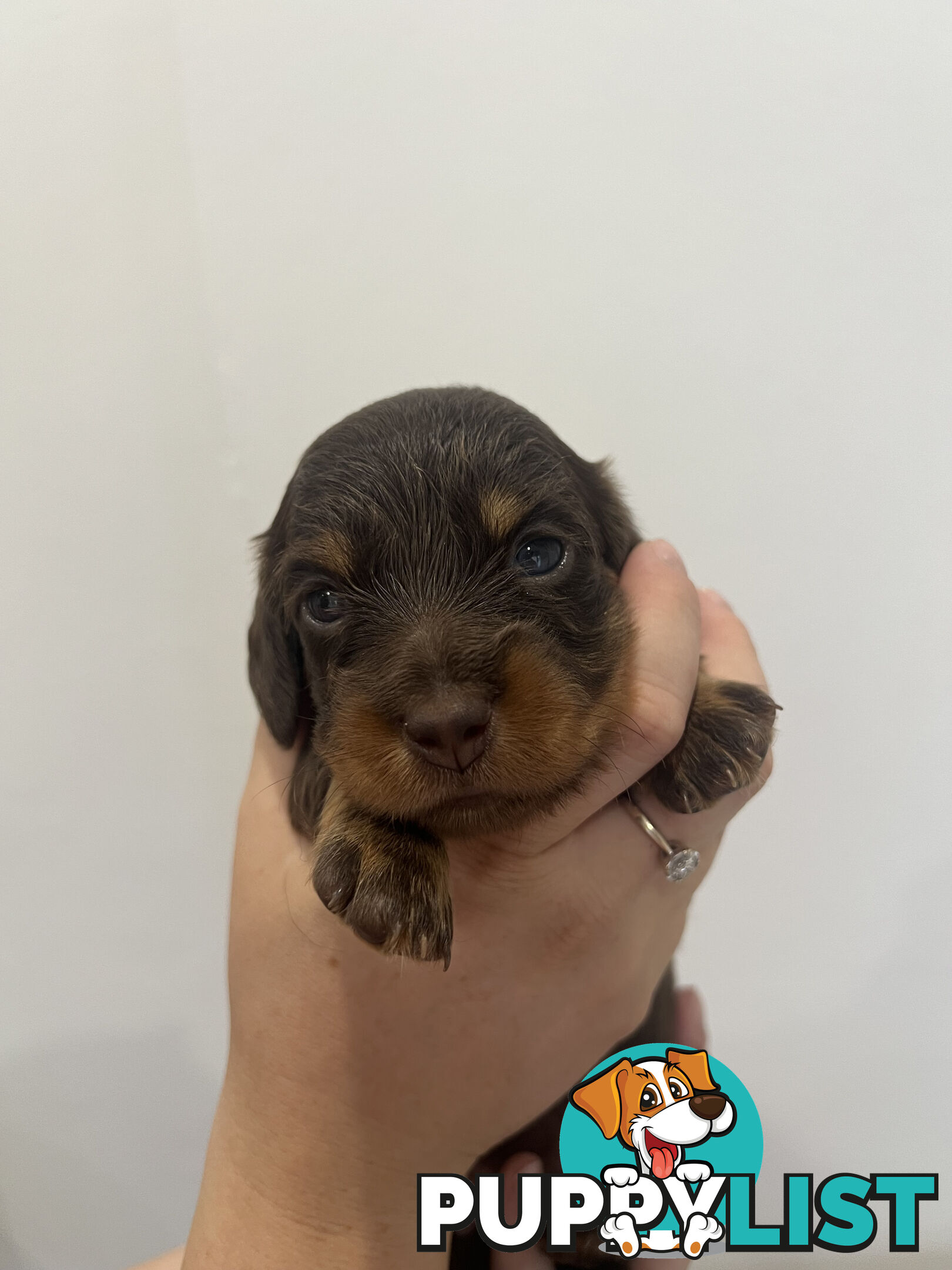 Beautiful Miniature Dachshund puppies for sale