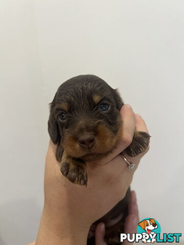 Beautiful Miniature Dachshund puppies for sale