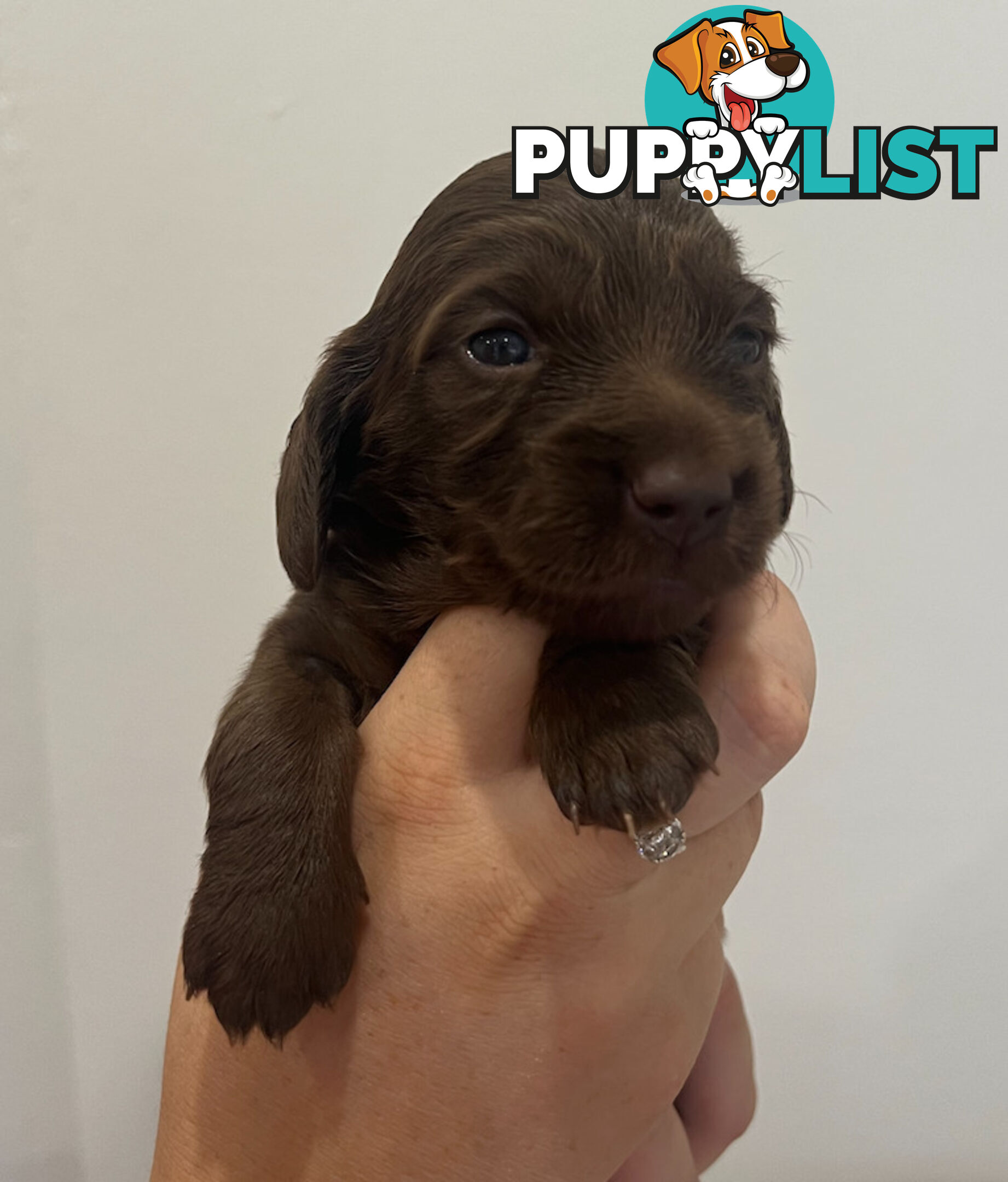 Beautiful Miniature Dachshund puppies for sale