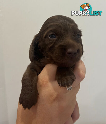 Beautiful Miniature Dachshund puppies for sale