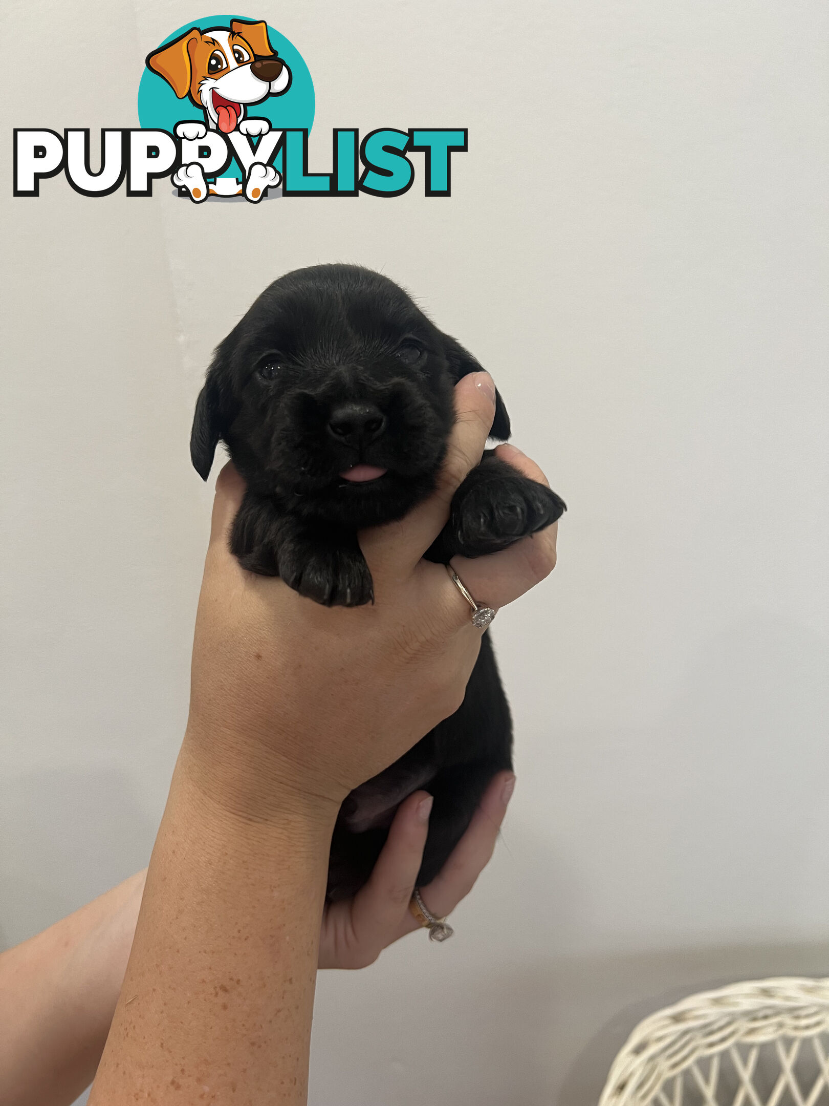 Beautiful Miniature Dachshund puppies for sale