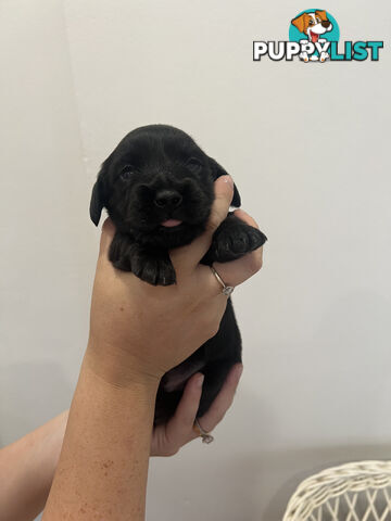 Beautiful Miniature Dachshund puppies for sale