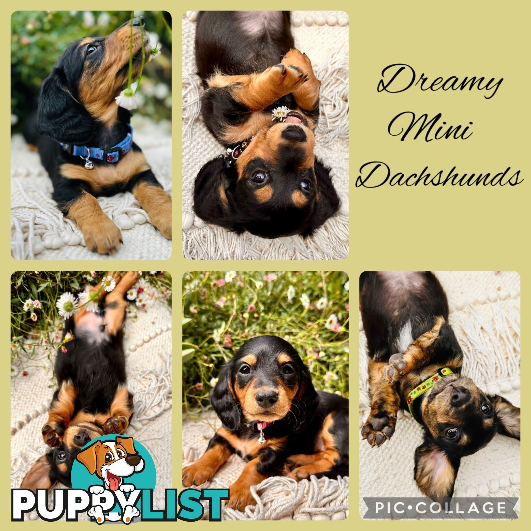 Miniature Dachshund long haired puppies