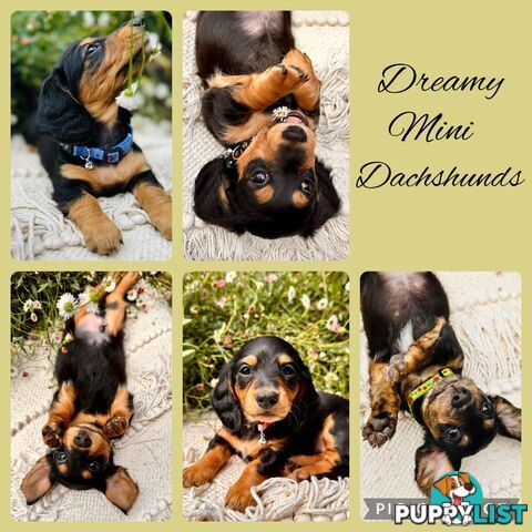 Miniature Dachshund long haired puppies