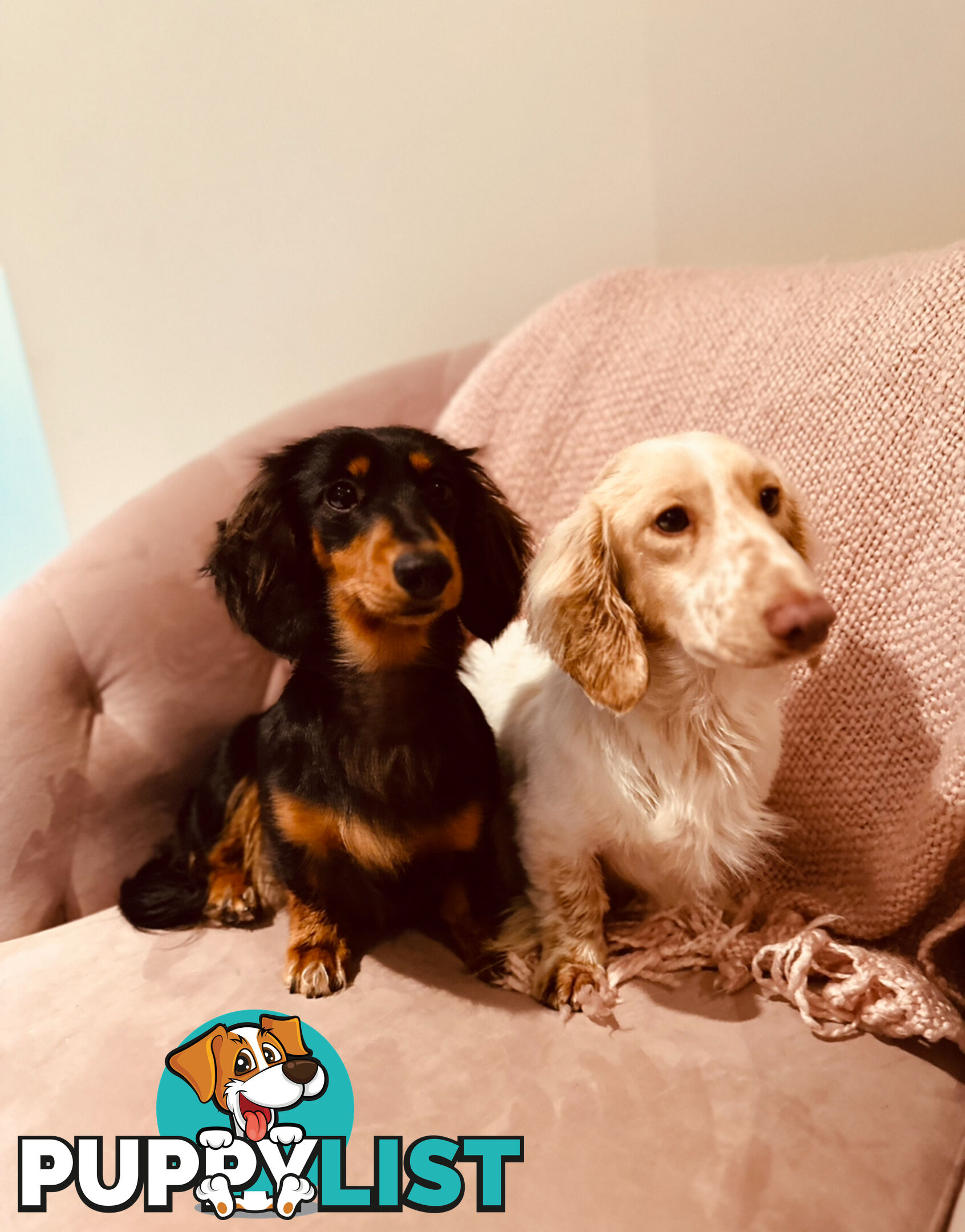 Miniature Dachshund long haired puppies