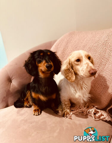 Miniature Dachshund long haired puppies