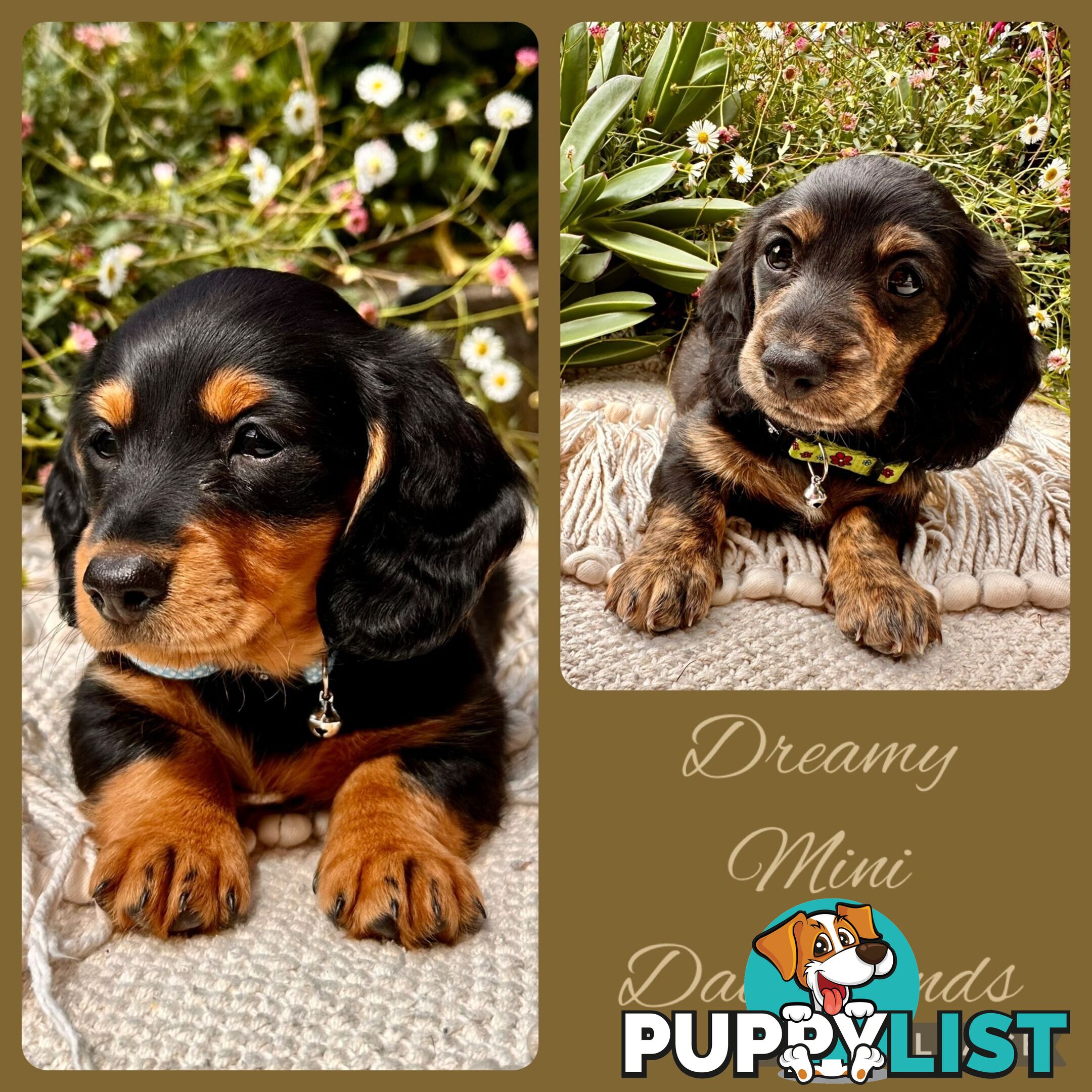 Miniature Dachshund long haired puppies