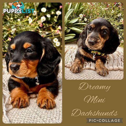 Miniature Dachshund long haired puppies