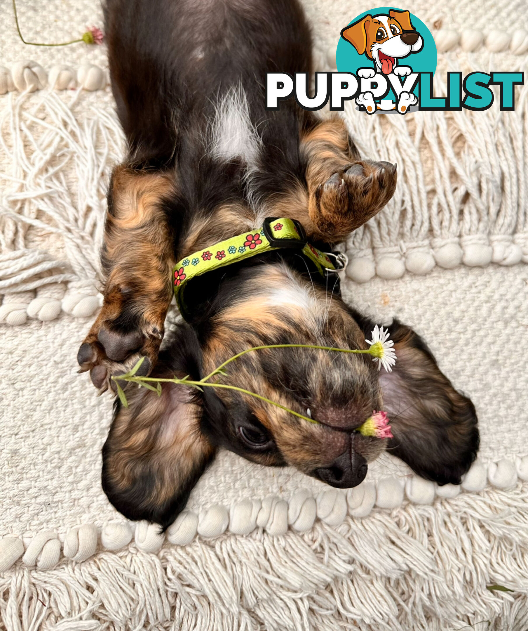 Miniature Dachshund long haired puppies