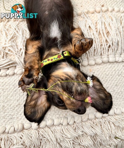 Miniature Dachshund long haired puppies