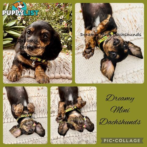 Miniature Dachshund long haired puppies