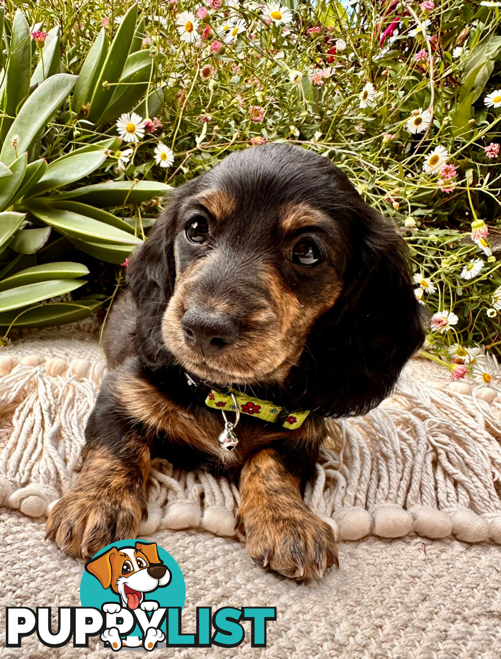 Miniature Dachshund long haired puppies