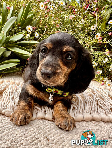 Miniature Dachshund long haired puppies