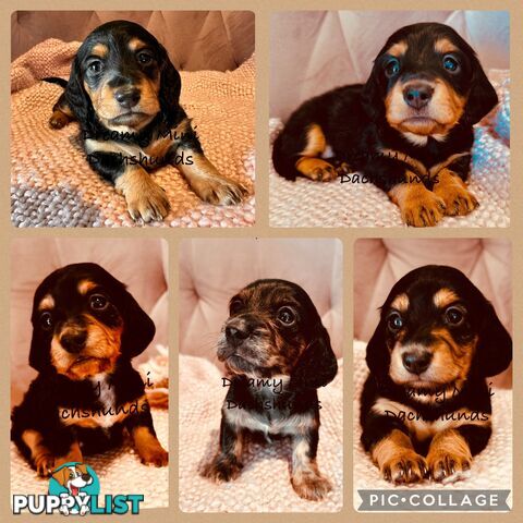 Miniature Dachshund long haired puppies