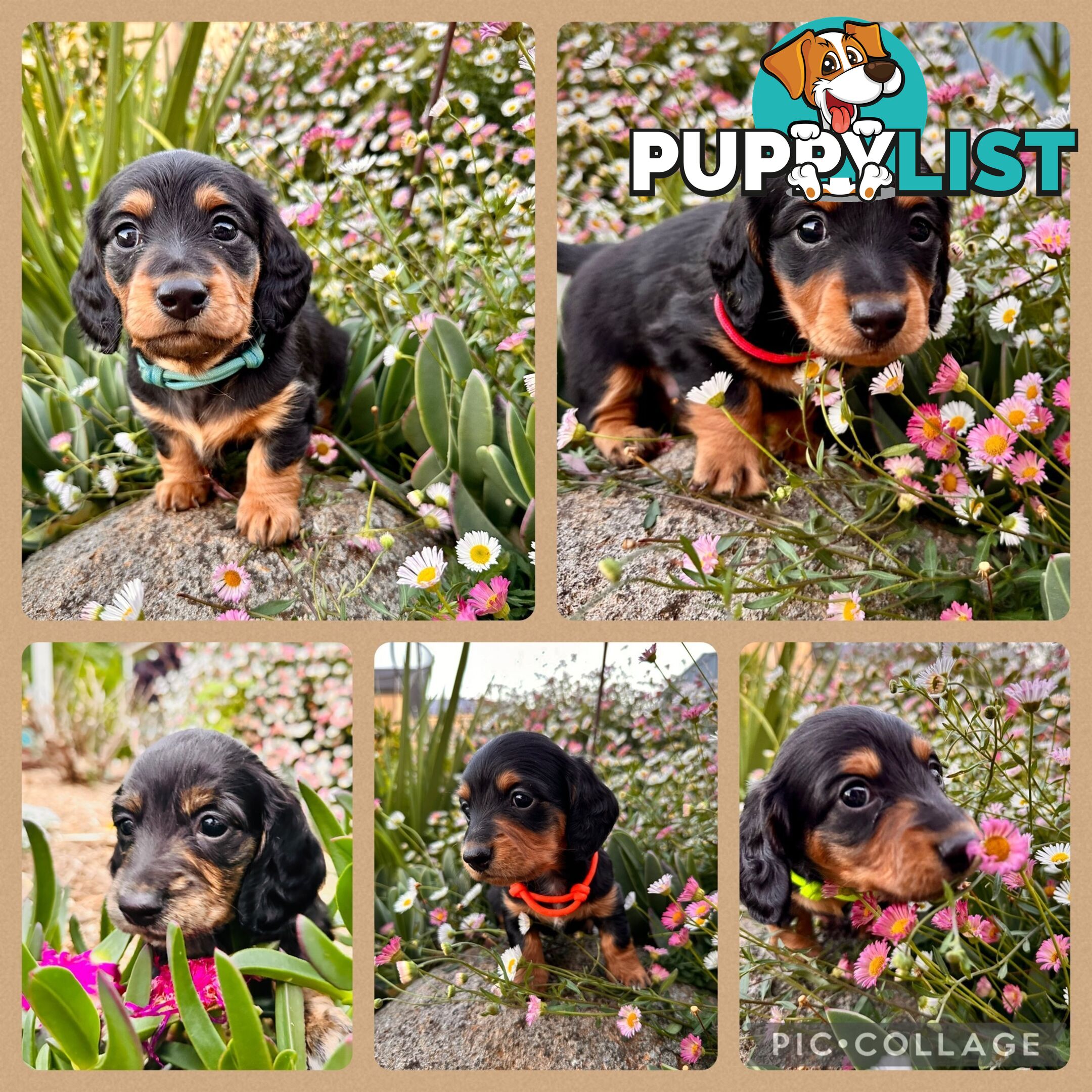 Miniature Dachshund long haired puppies