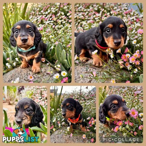 Miniature Dachshund long haired puppies