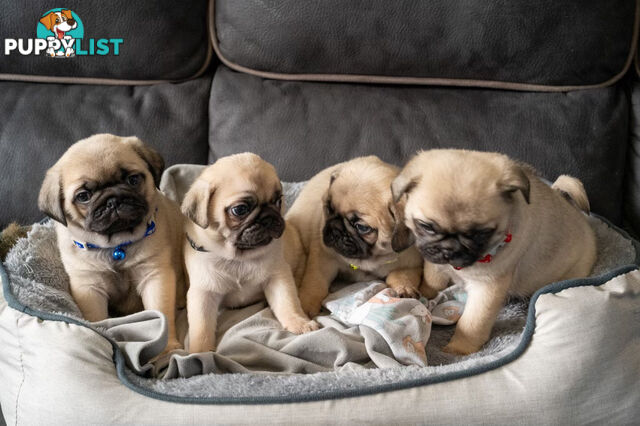 PURE BRED PUG PUPPIES/ TWO LEFT