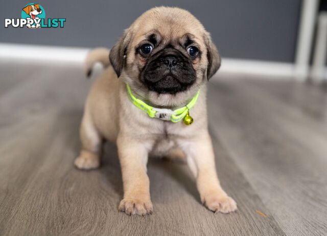 PURE BRED PUG PUPPIES/ TWO LEFT