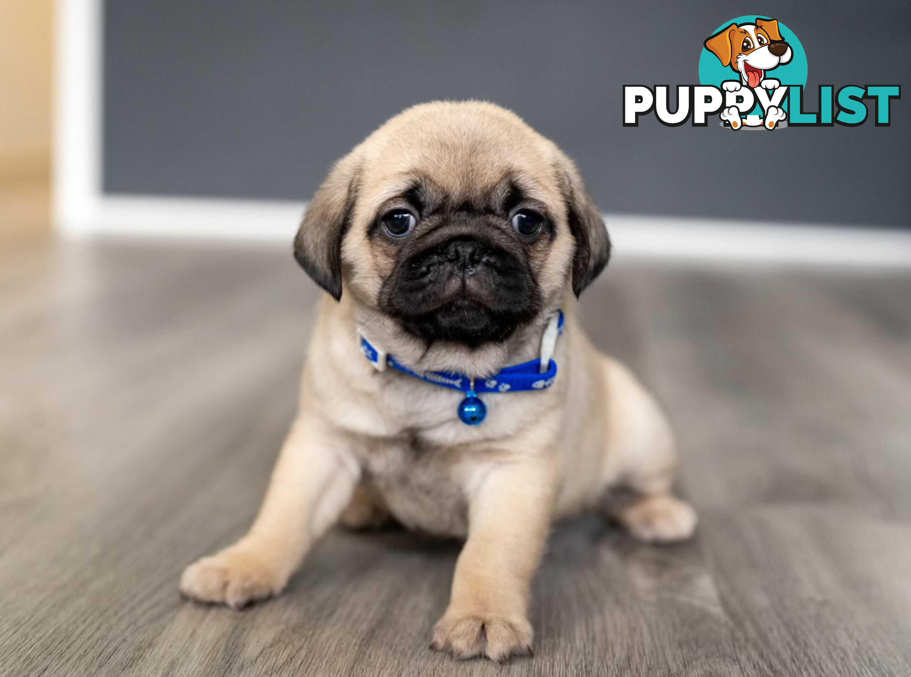 PURE BRED PUG PUPPIES/ TWO LEFT