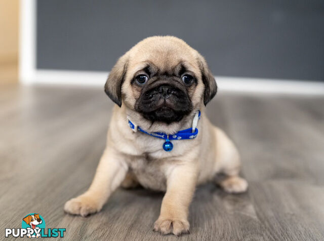 PURE BRED PUG PUPPIES/ TWO LEFT