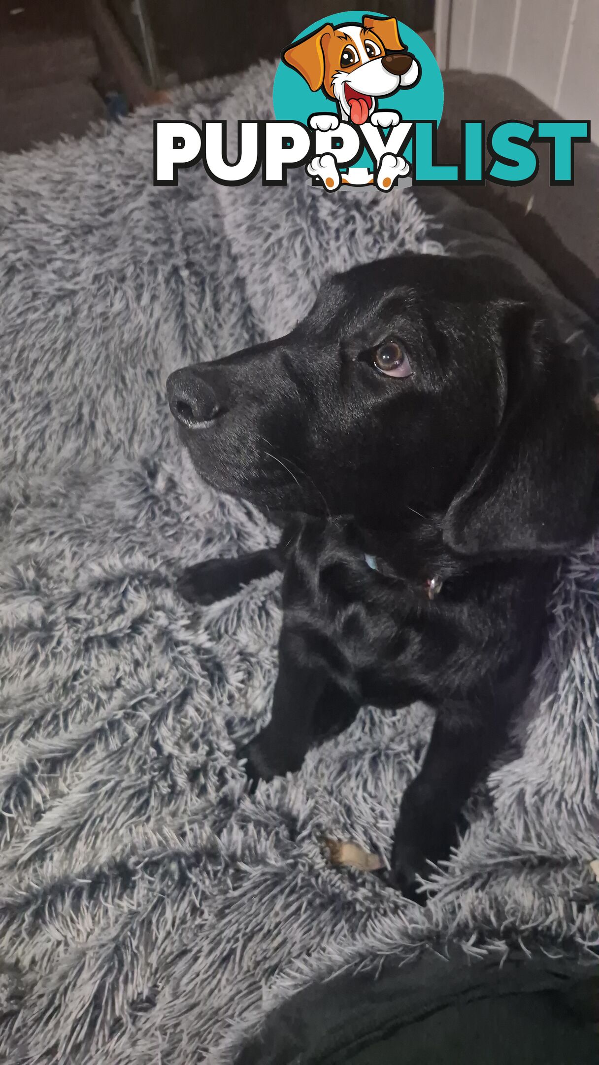 Labrador pups, 12 weeks old.