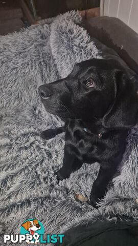 Labrador pups, 12 weeks old.