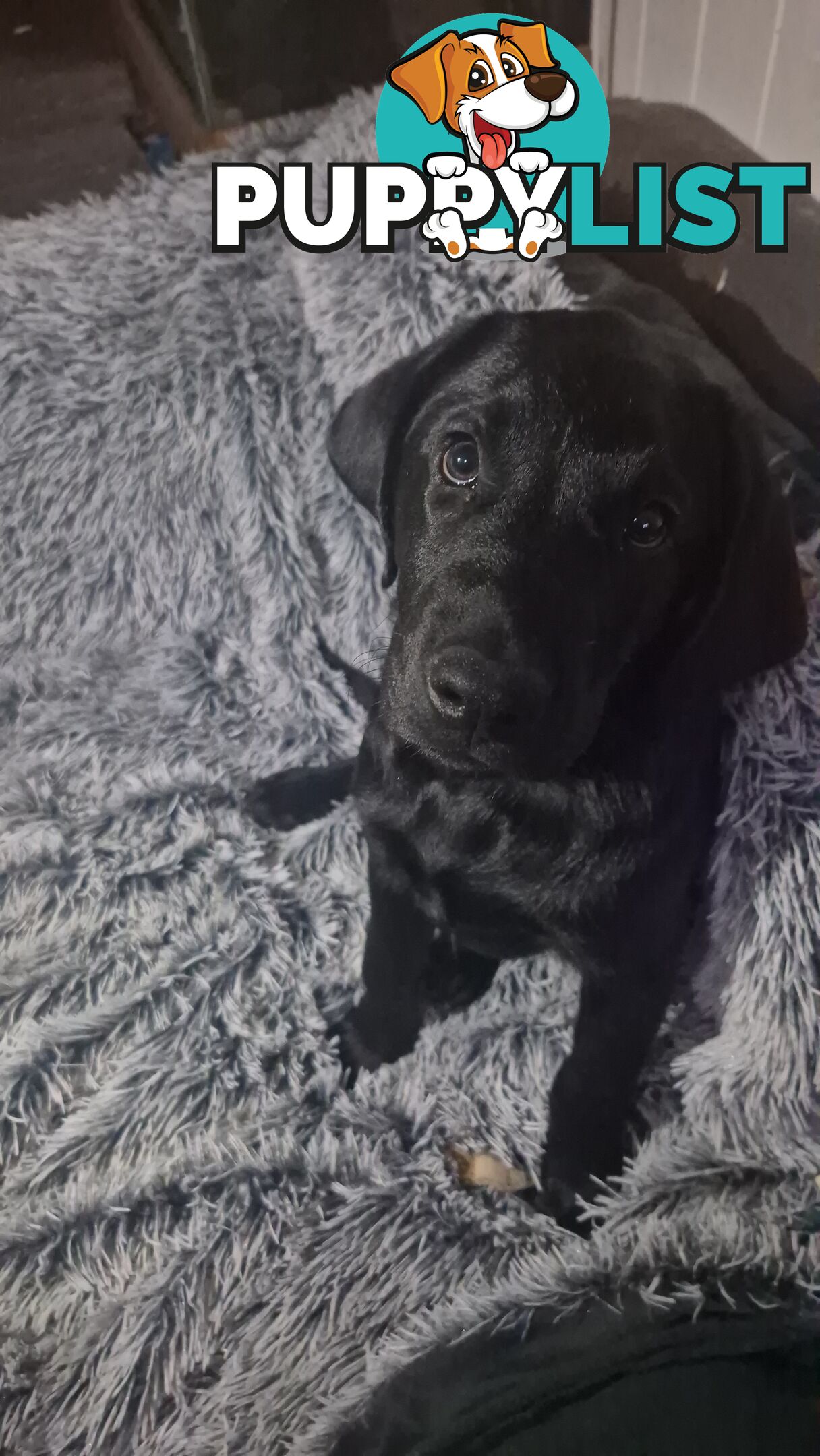 Labrador pups, 12 weeks old.
