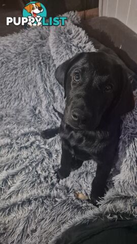 Labrador pups, 12 weeks old.