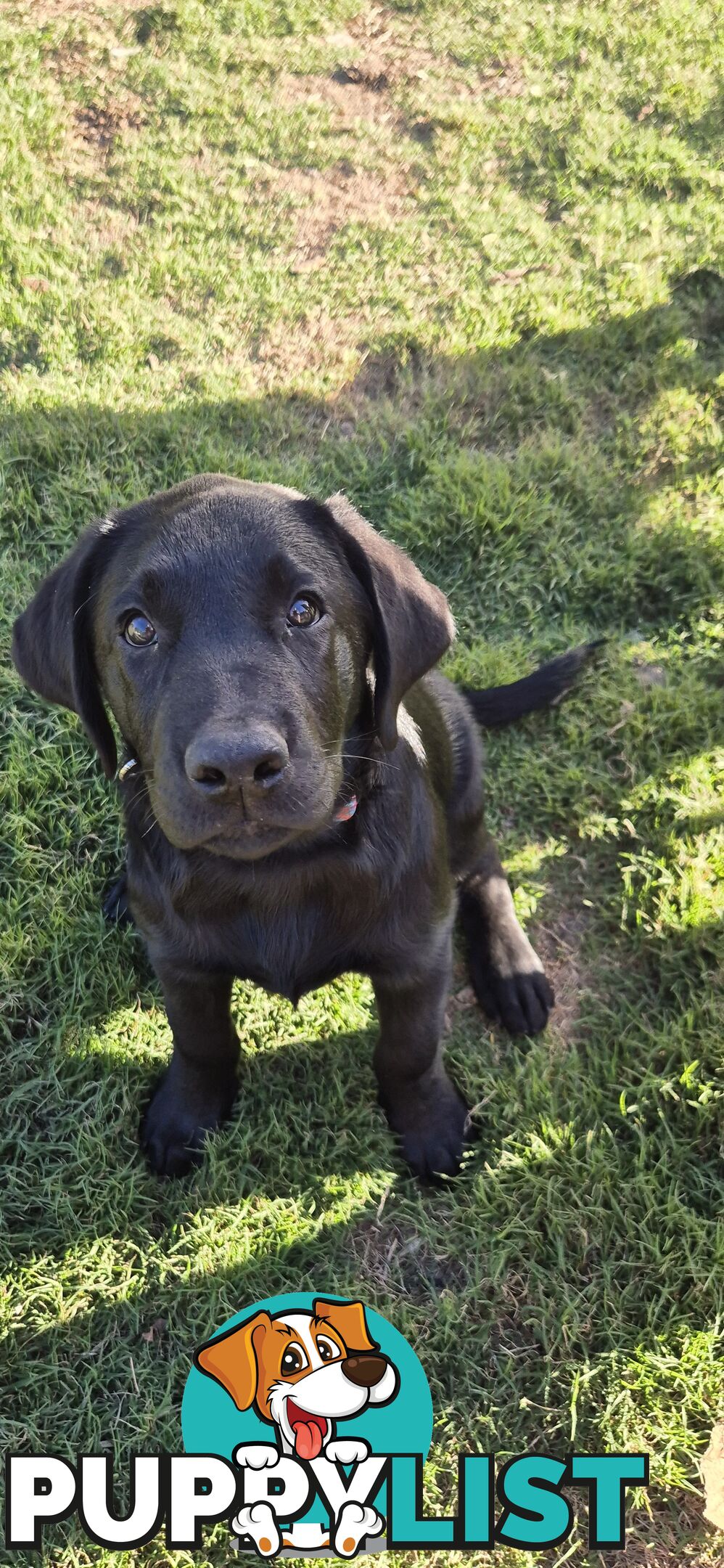 Labrador pups, 12 weeks old.