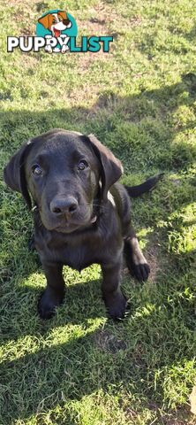 Labrador pups, 12 weeks old.
