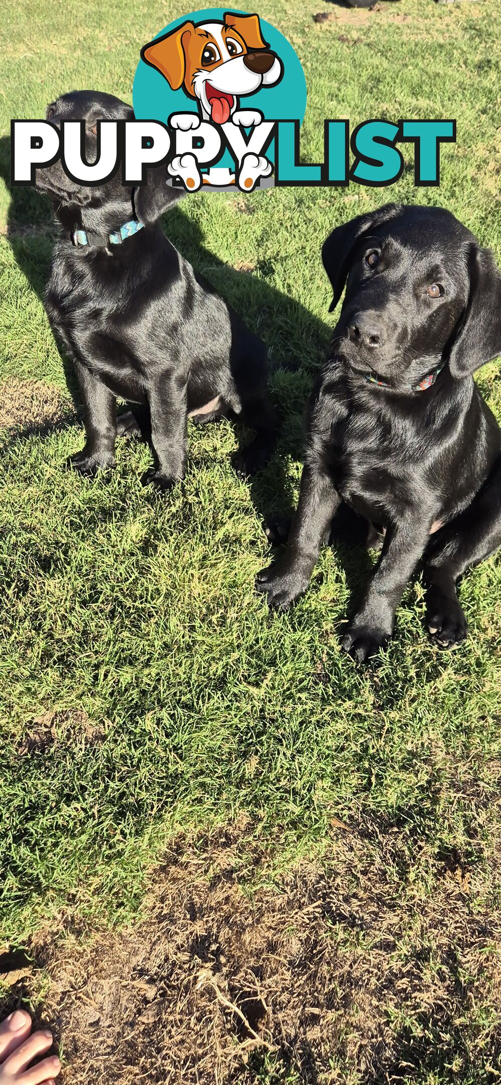 Labrador pups, 12 weeks old.