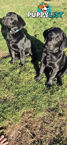 Labrador pups, 12 weeks old.