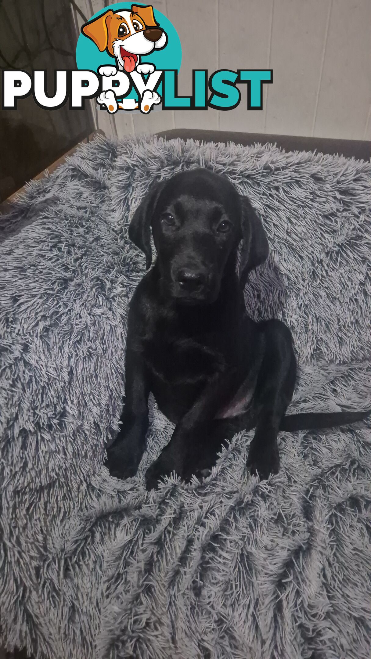 Labrador pups, 12 weeks old.
